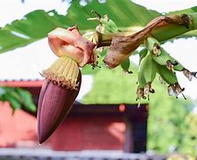 Manfaat Jantung Pisang Buat Kesehatan